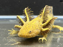 Load image into Gallery viewer, Wild 1/4 Nina&#39;s Axolotl Nursery
