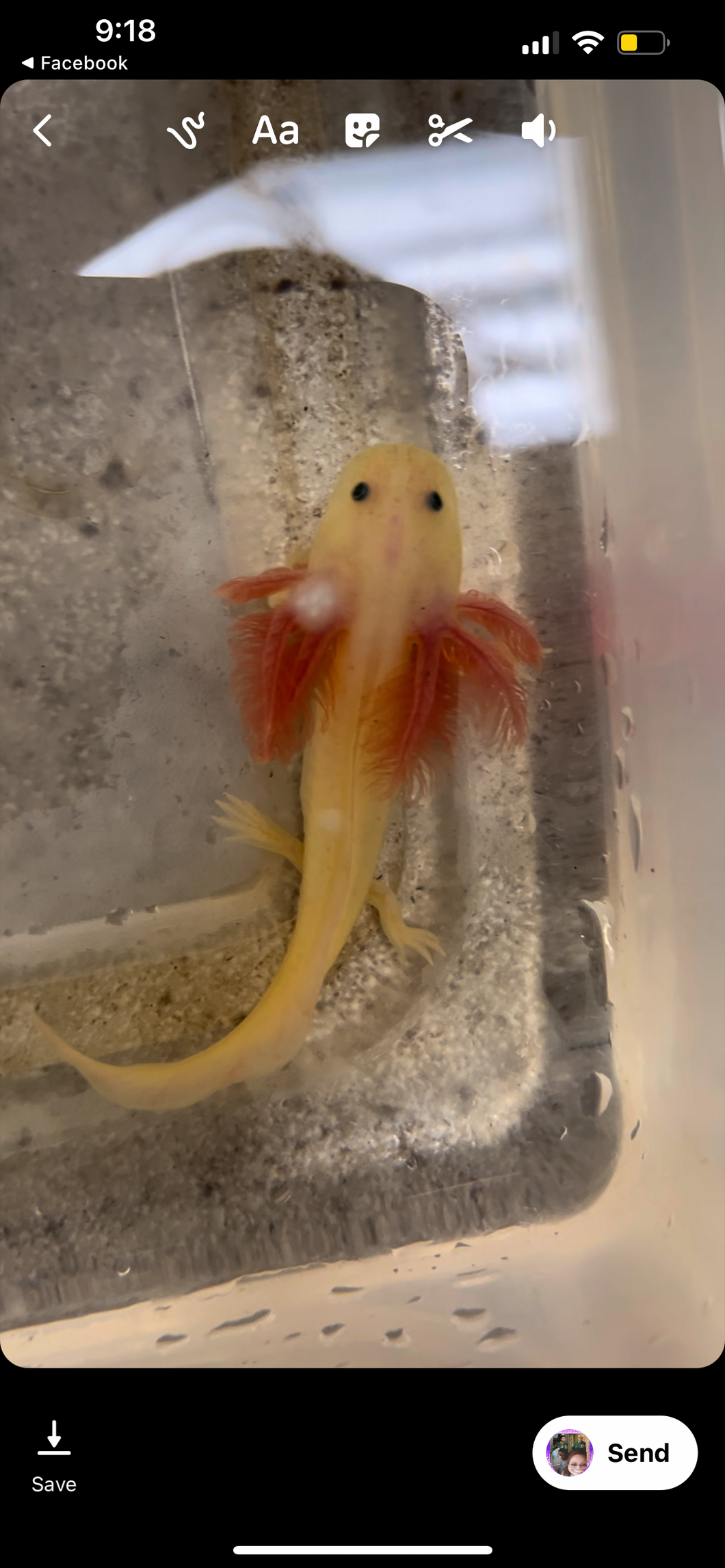 GFP Lucy Nina's Axolotl Nursery