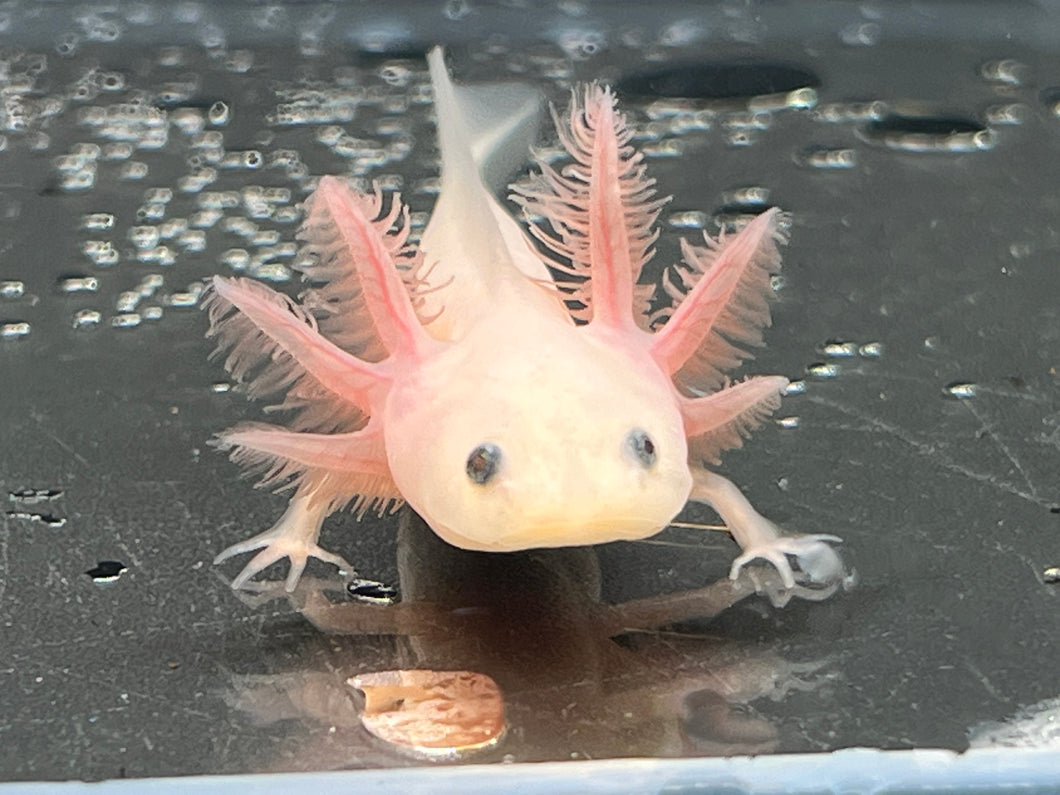 Leucistic Nina's Axolotl Nursery