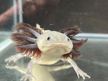 Load image into Gallery viewer, Melanoid Axanthic Nina&#39;s Axolotl Nursery
