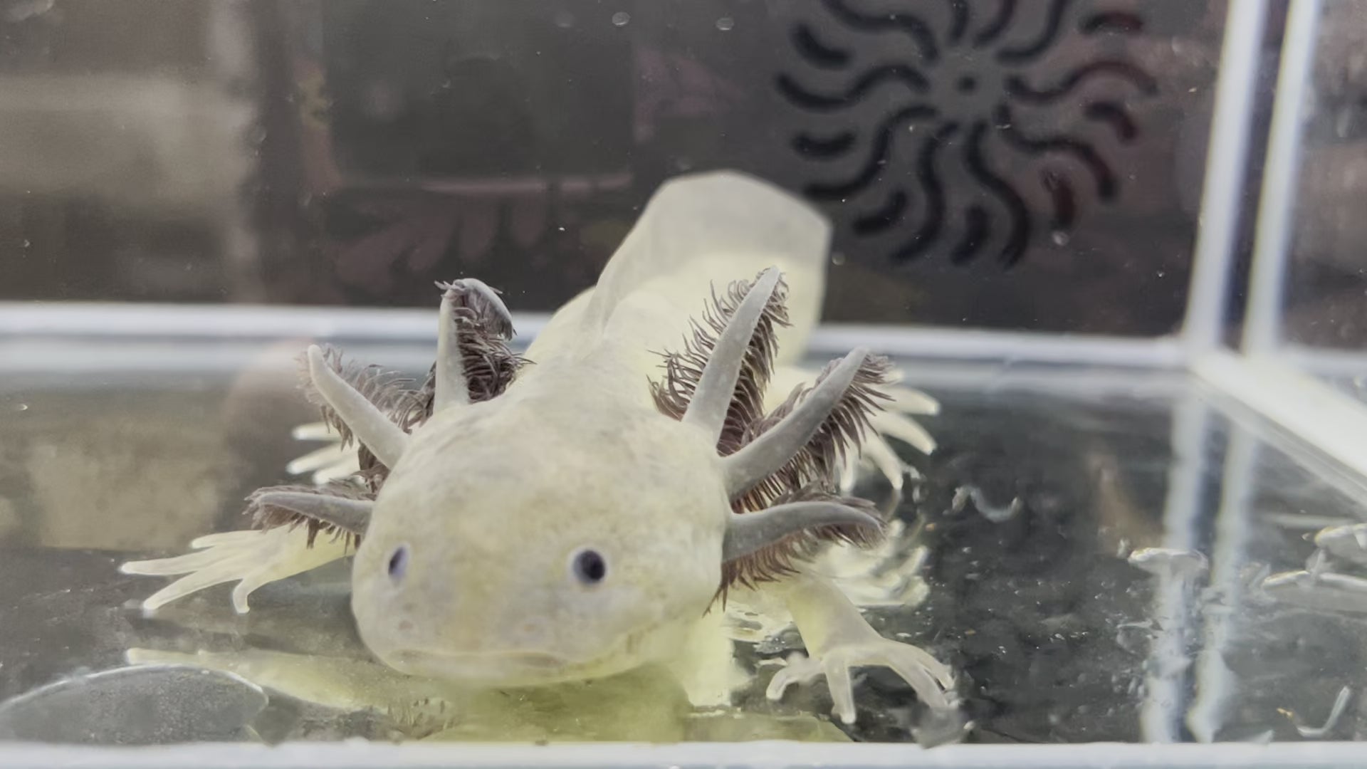 GFP Melanoid low grade mosaic Nina's Axolotl Nursery