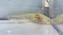 Load and play video in Gallery viewer, Copper Axolotl (2)
