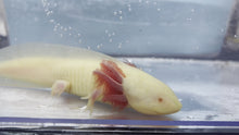 Load and play video in Gallery viewer, Melanoid Albino Axolotl
