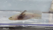 Load and play video in Gallery viewer, Hypomelanistic Melanoid Axolotl
