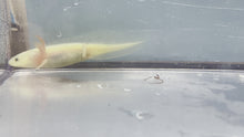 Load and play video in Gallery viewer, GFP Dirty Leucistic Axolotl
