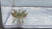 Load and play video in Gallery viewer, Wild Type Axolotl
