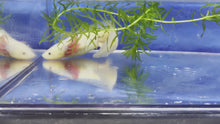 Load and play video in Gallery viewer, Gfp Melanoid Luecistic Axolotl
