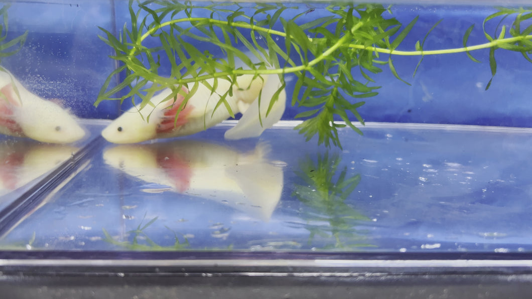 Gfp Melanoid Luecistic Axolotl