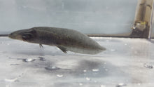 Load and play video in Gallery viewer, Melanoid Axolotl
