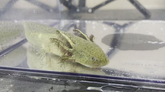 mosaic axolotl 