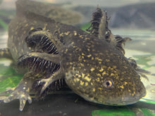 Load image into Gallery viewer, High Iridophore Wild Male Nina&#39;s Axolotl Nursery
