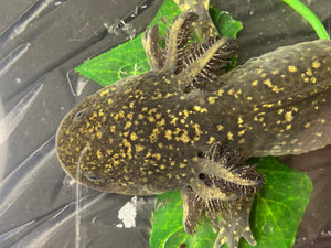High Iridophore Wild Male Nina's Axolotl Nursery