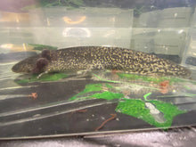 Load image into Gallery viewer, High Iridophore Wild Male Nina&#39;s Axolotl Nursery
