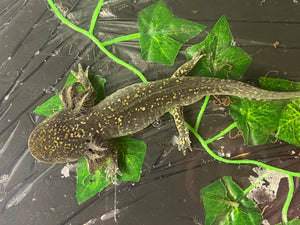 High Iridophore Wild Male Nina's Axolotl Nursery
