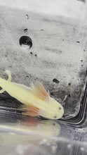 Load and play video in Gallery viewer, GFP Dirty Leucistic (1)
