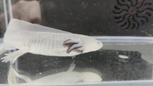 Load and play video in Gallery viewer, Melanoid Axolotl Juvie
