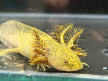 Load image into Gallery viewer, Wild Axolotl Juvie Nina&#39;s Axolotl Nursery
