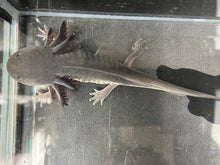 Load image into Gallery viewer, Melanoid Axolotl Juvie Nina&#39;s Axolotl Nursery
