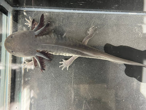Melanoid Axolotl Juvie Nina's Axolotl Nursery