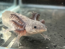 Load image into Gallery viewer, Axanthic Axolotl Juvie Nina&#39;s Axolotl Nursery
