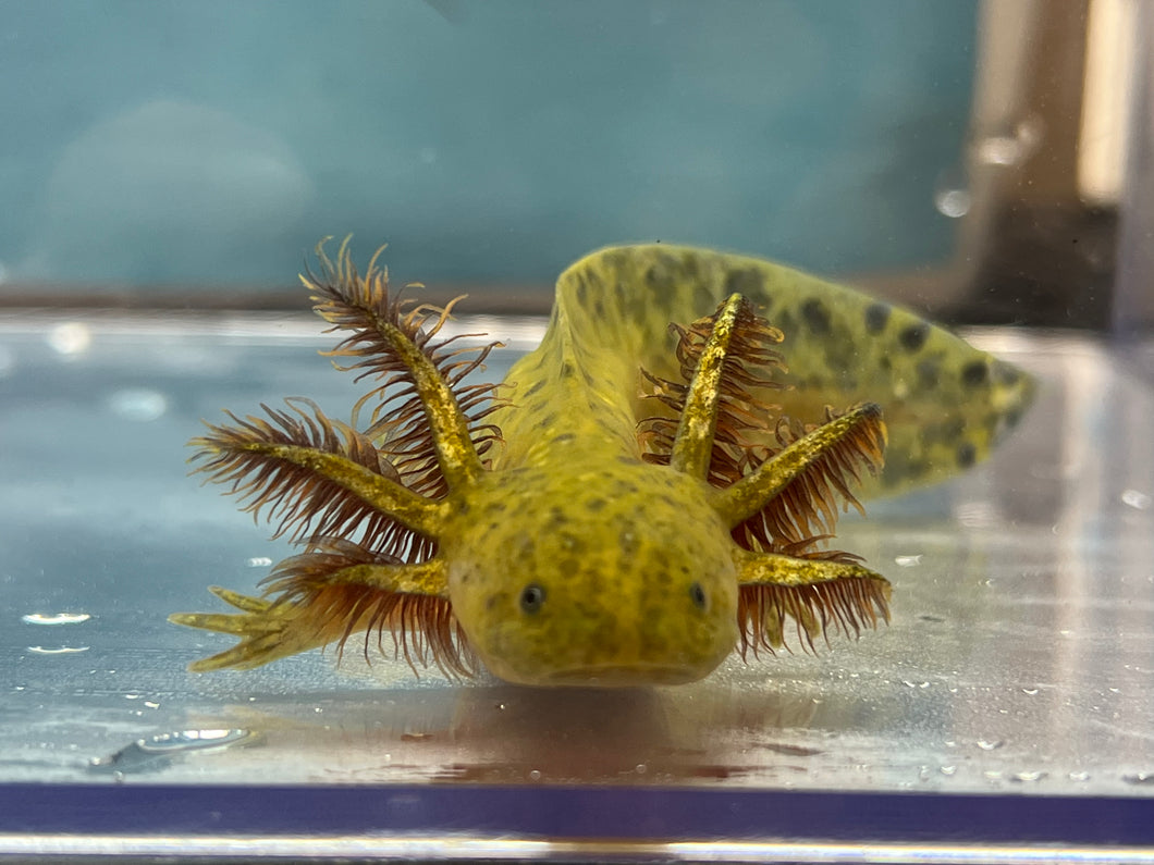 Hypomelanistic Axolotl Nina's Axolotl Nursery