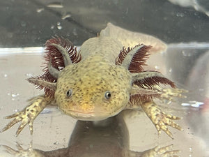Copper presumed female Nina's Axolotl Nursery