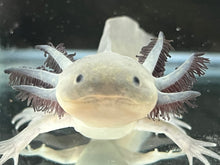 Load image into Gallery viewer, Melanoid Axolotl Juvie Nina&#39;s Axolotl Nursery
