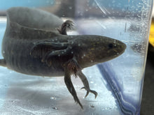 Load image into Gallery viewer, Melanoid Axolotl Nina&#39;s Axolotl Nursery
