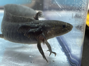 Melanoid Axolotl Nina's Axolotl Nursery