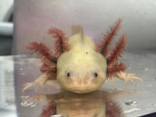Load image into Gallery viewer, Dirty Dark Gill Leucistic (presumed female) Nina&#39;s Axolotl Nursery
