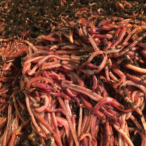 Axolotl Worms for Food ( Red Wiggler Mix) FREE SHIPPING Nina's Axolotl Nursery