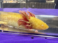 Load image into Gallery viewer, Male Albino Nina&#39;s Axolotl Nursery
