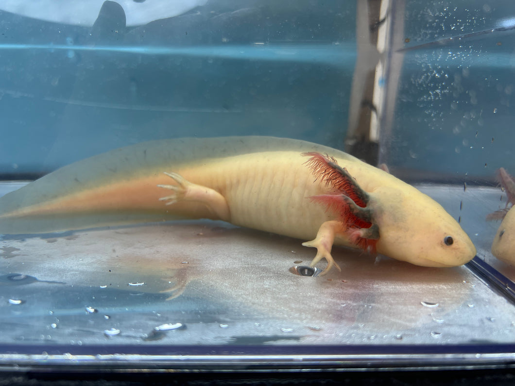 Presumed Female Dark Gill Leucistic Axolotl Nina's Axolotl Nursery