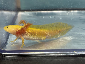 Hypomelanistic Copper Axolotl Nina's Axolotl Nursery