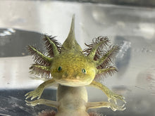 Load image into Gallery viewer, GFP Wild Type Axolotl Nina&#39;s Axolotl Nursery
