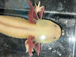 Male Dark Gill Leucistic with Iridophores Nina's Axolotl Nursery