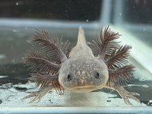 Load image into Gallery viewer, Axanthic Melanoid Axolotl Juvie Nina&#39;s Axolotl Nursery
