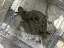 Load image into Gallery viewer, Angel Nina&#39;s Axolotl Nursery
