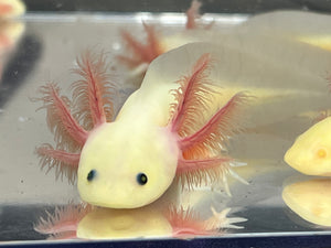 Gfp Lucy Nina's Axolotl Nursery