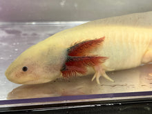 Load image into Gallery viewer, Male Dirty Dark Gill Leucistic Axolotl Nina&#39;s Axolotl Nursery

