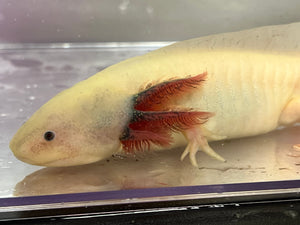 Male Dirty Dark Gill Leucistic Axolotl Nina's Axolotl Nursery