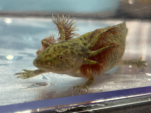 Wild Type Axolotl Nina's Axolotl Nursery