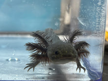 Load image into Gallery viewer, Melanoid Axolotl Nina&#39;s Axolotl Nursery
