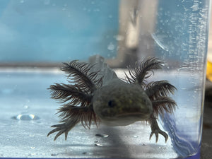 Melanoid Axolotl Nina's Axolotl Nursery