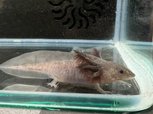 Load image into Gallery viewer, Melanoid Axolotl Juvie Nina&#39;s Axolotl Nursery
