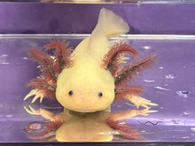 Load image into Gallery viewer, Male Dark Gill Leucistic with Iridophores Nina&#39;s Axolotl Nursery
