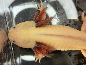 Male Dirty Dark Gill Leucistic Axolotl Nina's Axolotl Nursery