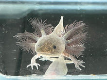 Load image into Gallery viewer, Melanoid Axolotl Juvie Nina&#39;s Axolotl Nursery
