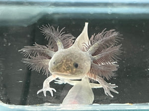 Melanoid Axolotl Juvie Nina's Axolotl Nursery