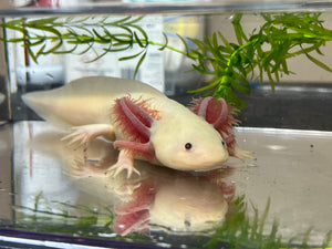 MALE RLG Copper Melanoid Luecistic Axolotl Nina's Axolotl Nursery